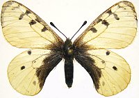 Parnassius arcticus.jpg