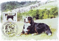 2016 Transnistria  Berner Sennenhund MC (official).jpg