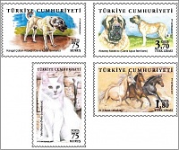 2017 Turkey Animals (2 dogs).jpg