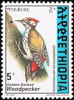 Abyssinian-Woodpecker-Dendropicos-abyssinicus.jpg