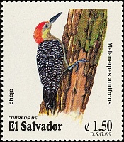 Velasquez-s-Woodpecker-Melanerpes-aurifrons.jpg