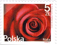 POLAND-2015-rose.jpg