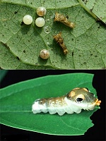 Нажмите на изображение для увеличения
Название: 07-Papilio troilus-1-2.jpg
Просмотров: 0
Размер:	89.0 Кб
ID:	1704644
