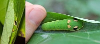 Нажмите на изображение для увеличения
Название: 10-Papilio troilus-4.jpg
Просмотров: 1
Размер:	30.3 Кб
ID:	1704647