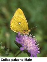 Нажмите на изображение для увеличения
Название: Colias palaeno Male [N].jpg
Просмотров: 3
Размер:	36.9 Кб
ID:	1995974
