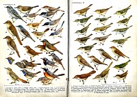 Нажмите на изображение для увеличения
Название: птицы ссср-2.JPG
Просмотров: 8
Размер: 174.5 Кб
ID: 2214164