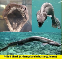 Нажмите на изображение для увеличения
Название: Chlamydoselachus anguineus.jpg
Просмотров: 2
Размер:	82.5 Кб
ID:	1495277