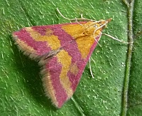 Pyrausta_sanguinalis.jpg