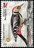 Belarus_2022_Woodpeckers_4.jpg