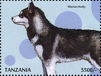 tanzania-2013-dogs domestic.jpg