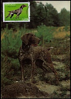 2015 Monaco German Shorthaired Pointer MC 2.jpg