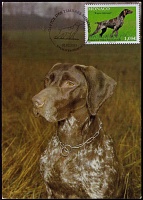 2015 Monaco German Shorthaired Pointer MC 3.jpg