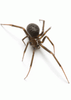 Нажмите на изображение для увеличения
Название: image_spider.gif
Просмотров: 10
Размер:	14.2 Кб
ID:	1010610