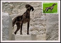 2015 Monaco German Shorthaired Pointer MC 1.jpg